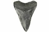 3.44" Fossil Megalodon Tooth - South Carolina - #187793-1